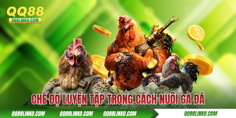 Cách Nuôi Gà Đá Sao Cho Mạnh Khoẻ Và Đánh Đâu Thắng Đó 3 Chế độ luyện tập từng giai đoạn trong cách nuôi gà đá