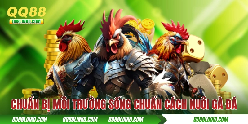 Cách Nuôi Gà Đá Sao Cho Mạnh Khoẻ Và Đánh Đâu Thắng Đó 4 Chuẩn bị môi trường sống chuẩn cách nuôi gà đá